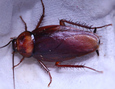 periplaneta brunnea brown roach