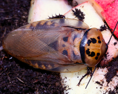 eublaberus distanti 6-spotted cockroach