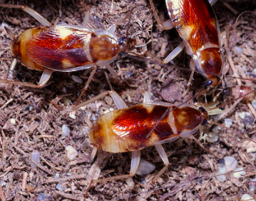 supella longipalpa brown banded cockroach pest