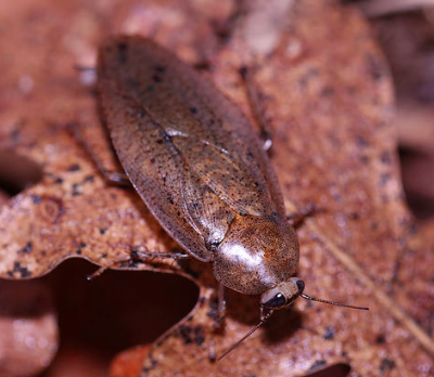 epilampra maya cockroach
