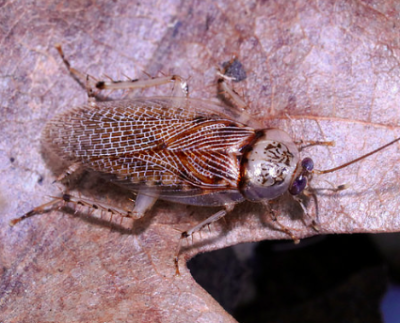 balta notulata small spotted cockroach