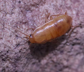 compsodes schwarzi hooded cockroach