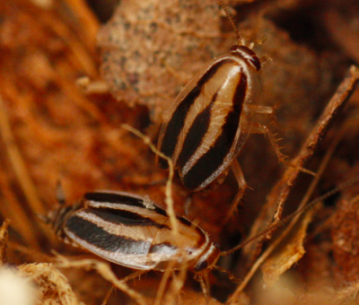 luridiblatta phyllodromica trivittata 3-lined cockroach