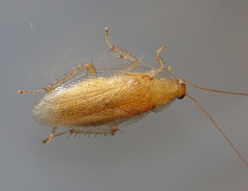 balta vilis small tan cockroach